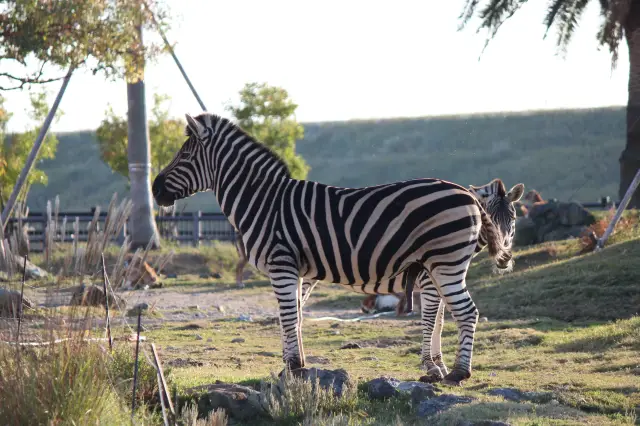 アドベンチャーワールドの動物たち