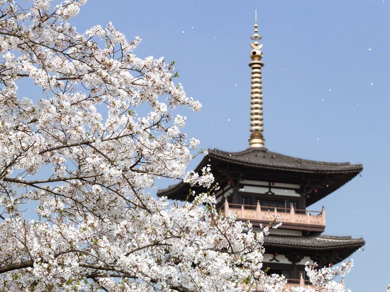 鐘埭櫻花公園