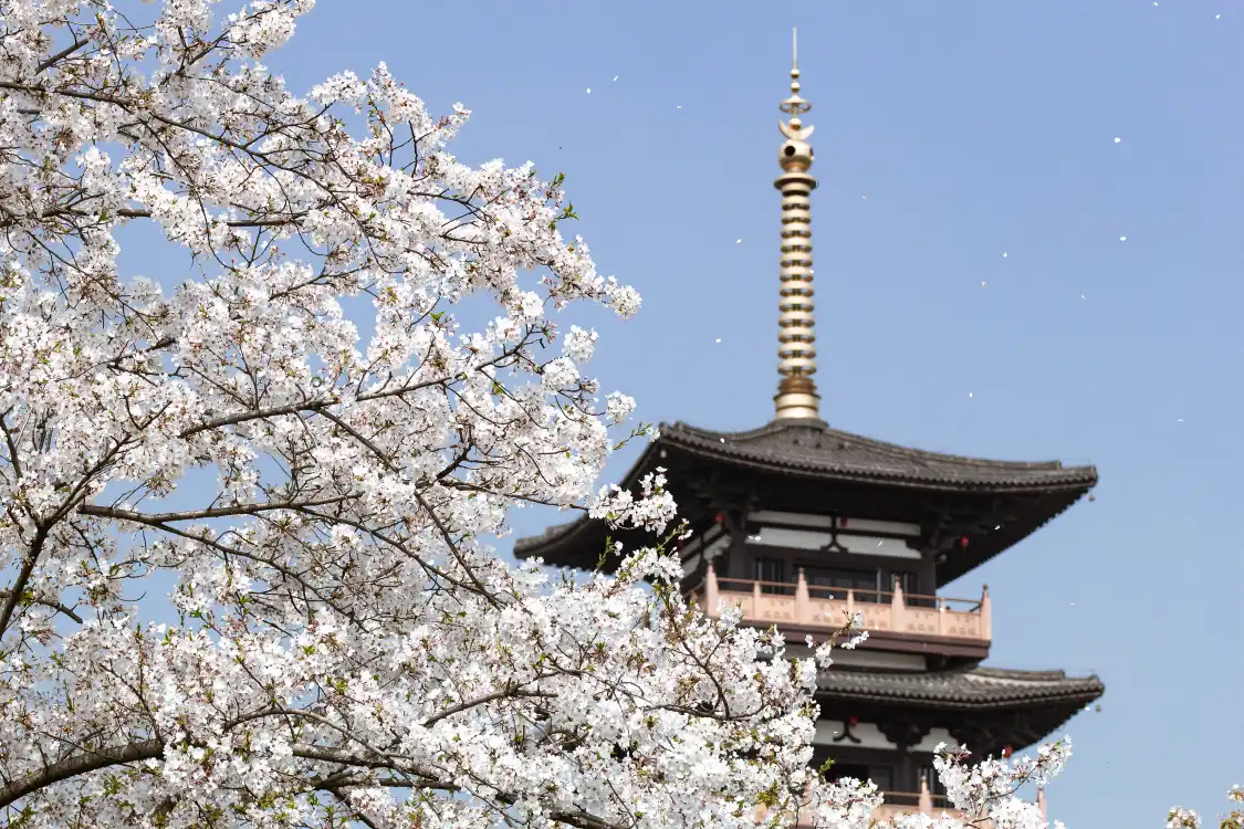 종차이 벚꽃 공원 주변 호텔
