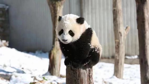 臥龍保護區神樹坪一日遊包車觀看大熊貓/參觀映秀地震遺址