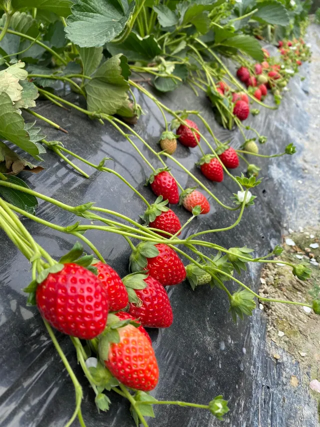 士多啤梨葡萄園