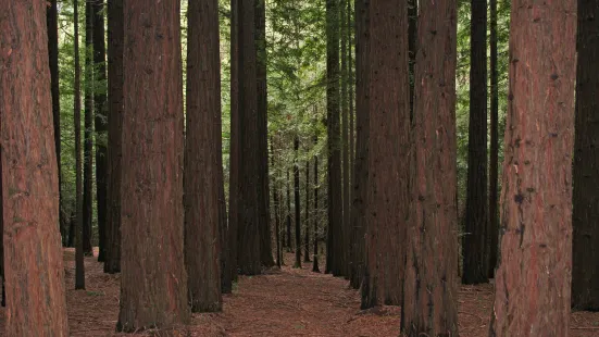 Cement Creek Redwood Forest