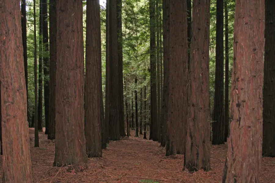 Cement Creek Redwood Forest