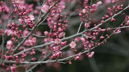 西溪國家濕地公園