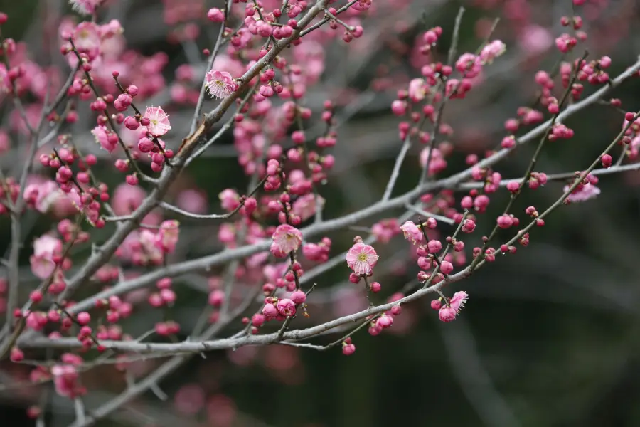 西溪國家濕地公園