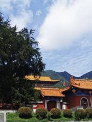 Ginkgo Tree in Longquan Temple (King of Tree in China)