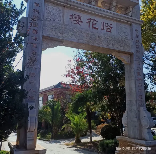 Cherry Blossom Viewing in Kunming