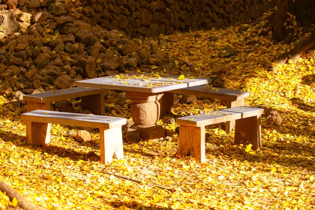 Ginkgo Trees in Baoshan