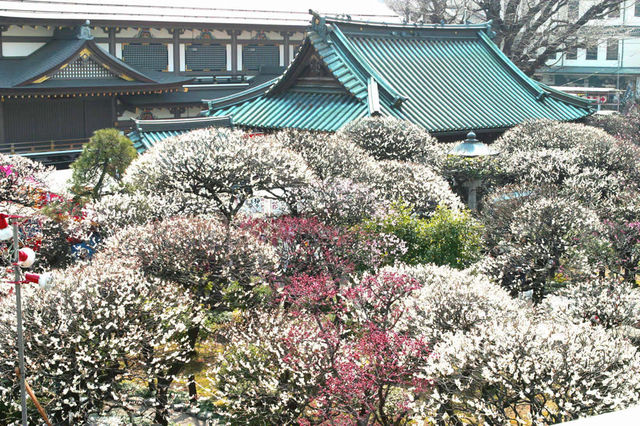 湯島天神梅花節 | 東京