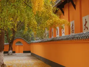 Popular Fall Viewing Attractions in Pengzhou