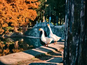 Popular Fall Viewing Attractions in Wuning