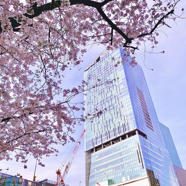 渋谷駅近くの桜坂
