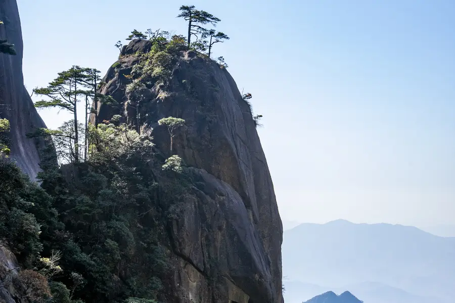 神龍戲松