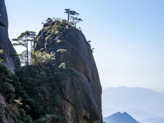 神龍戲松