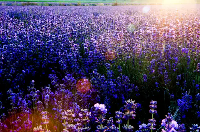 Lavender Viewing in Ili