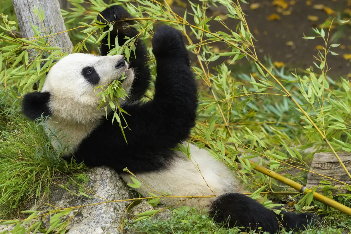 Panda Valley