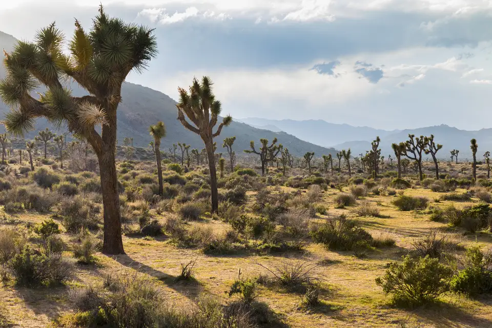 2_Joshua Tree National Park