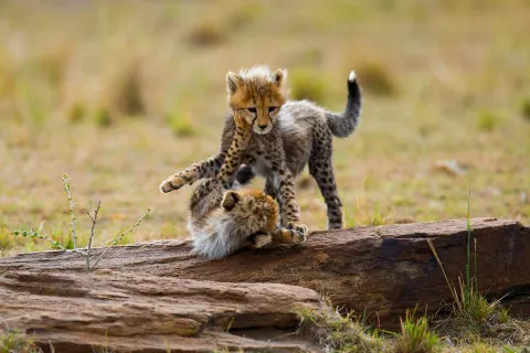 Serengeti-Nationalpark