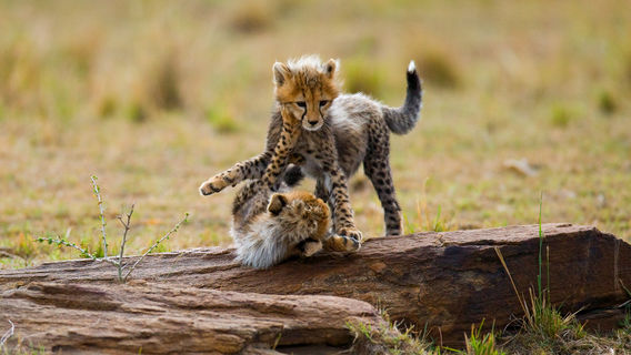 Parc national du Serengeti