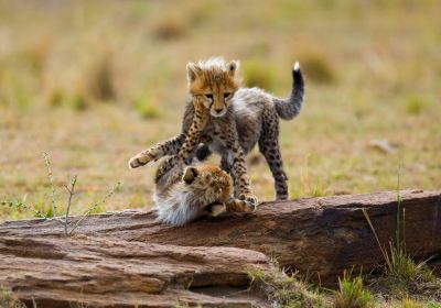 Serengeti National Park