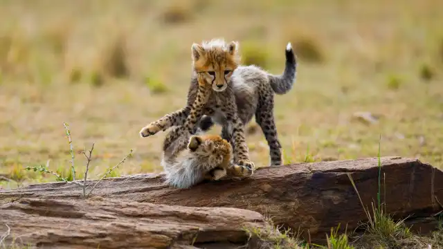 Hotels near Serengeti National Park