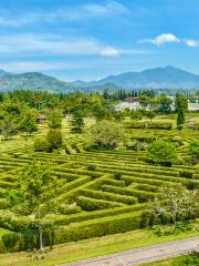 大木山茶園景區