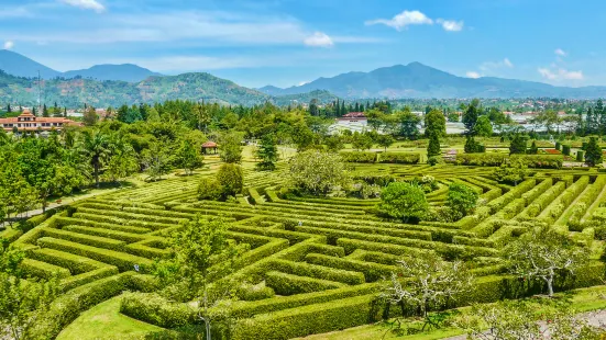 Damu Mountain Tea Garden scenic spot