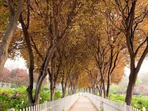 Popular Fall Viewing Attractions in Heze