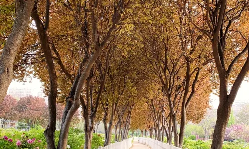 Caozhou Peony Garden