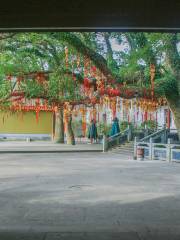 Thousand Years Old Camphor Tree