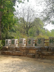 Чайная гора Цзинь-Майгу