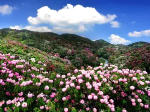 百里杜鵑風景區