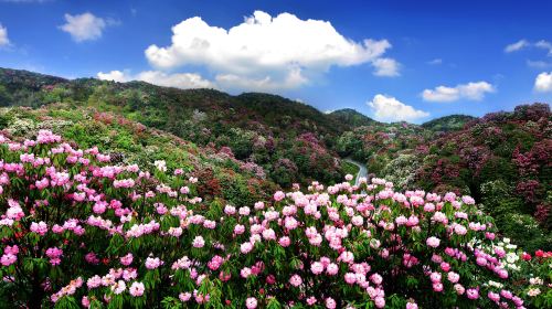 Baili Dujuan (“Hundred Miles of Rhododendrons”) Scenic Area