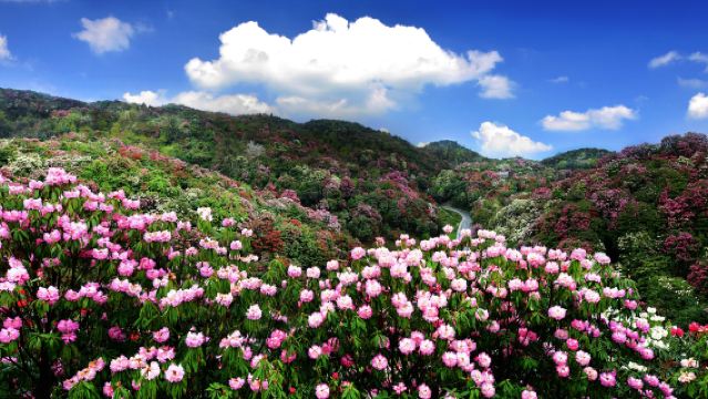 貴州百里杜鵑風景區一日遊【金坡+普底雙景區@踏春出遊-賞花季】