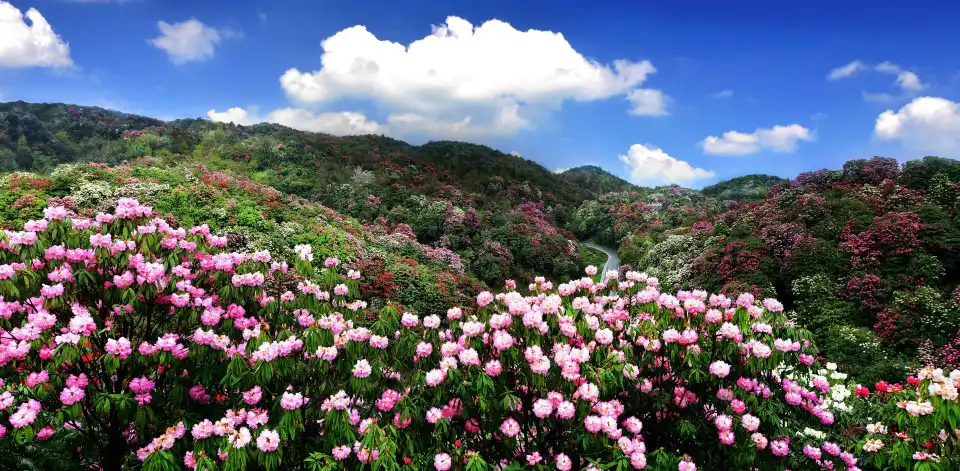 2_Hundreds of Miles of Azaleas