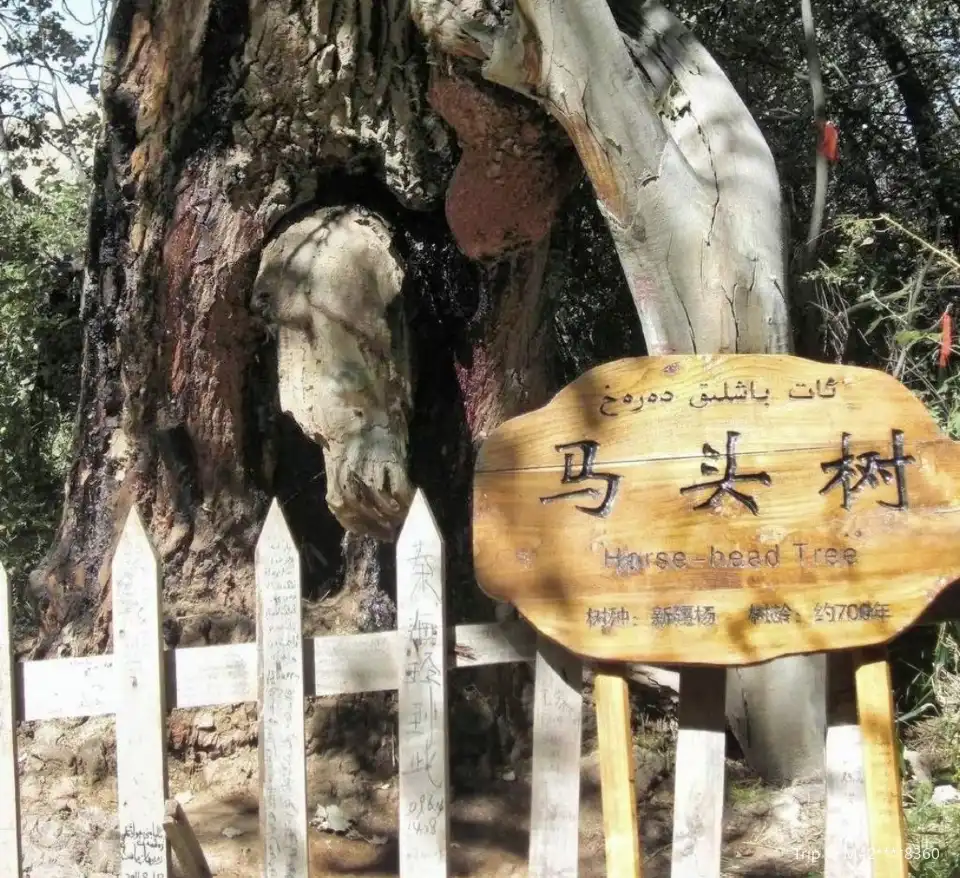 3_Shenmuyuan