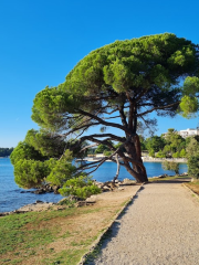 Park forest Zlatni Rt