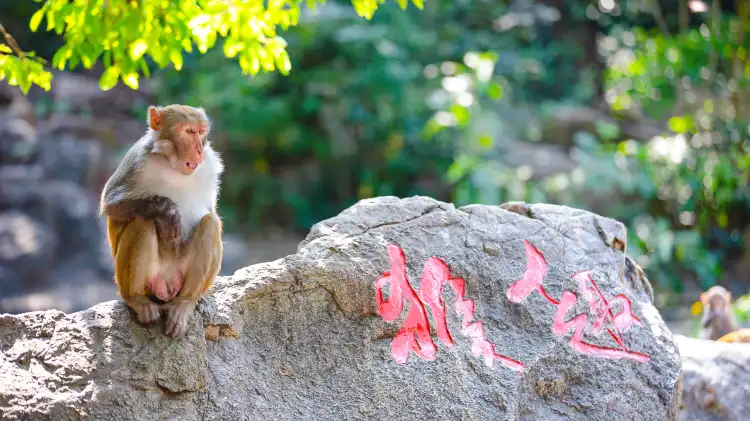 Hotels near Nanwan Monkey Islet