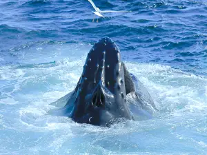 Dolphin Fleet Whale Watch