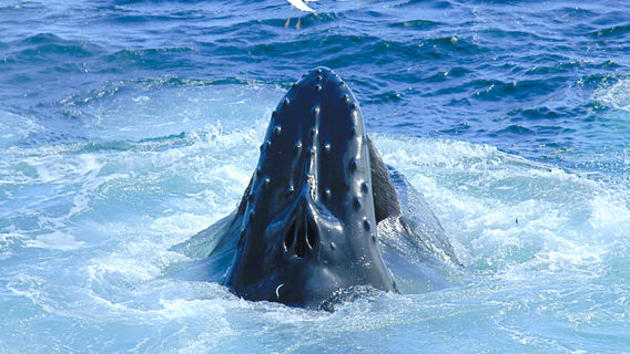 Dolphin Fleet Whale Watch