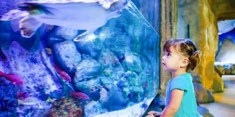 SEA LIFE Arizona Aquarium門票小童票