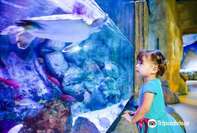 SEA LIFE Arizona Aquarium
