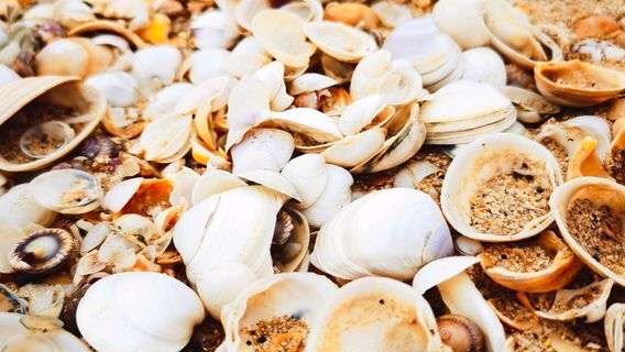 Binzhou Shell Dike Island