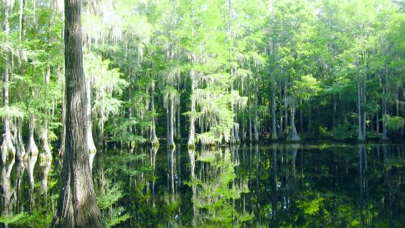 Tallahassee Museum