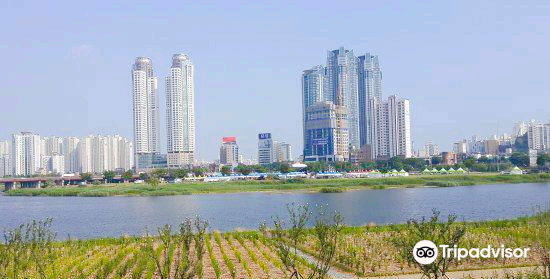 태화강 십리 대숲