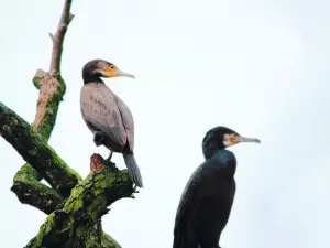 Djoudj National Bird Sanctuary