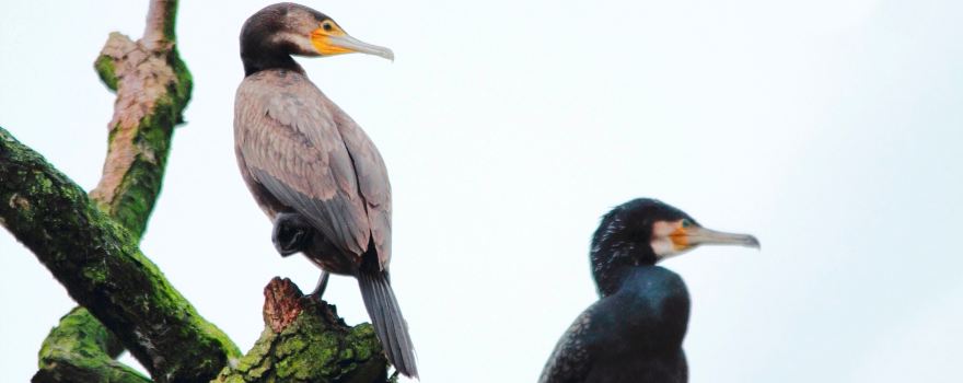 Djoudj National Bird Sanctuary