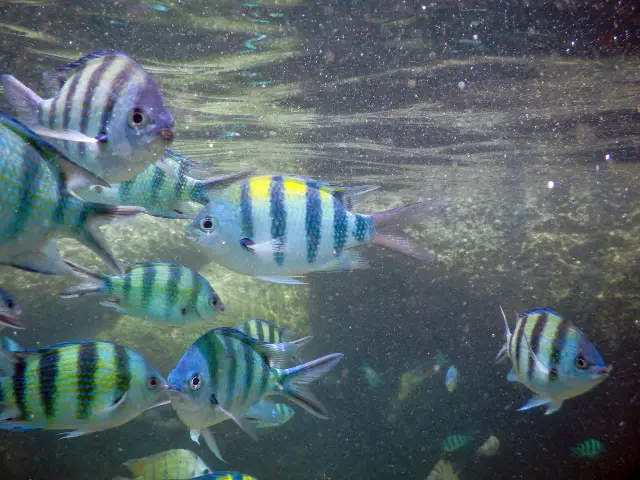 Scuba Diving in Koh Samet
