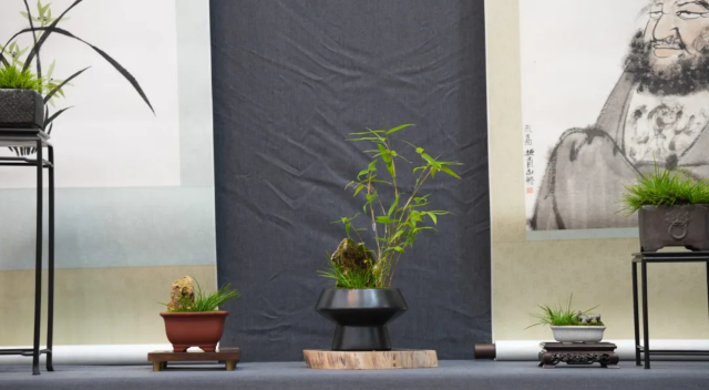 《之江同心·雁山心旅》菖蒲展 | 樂清