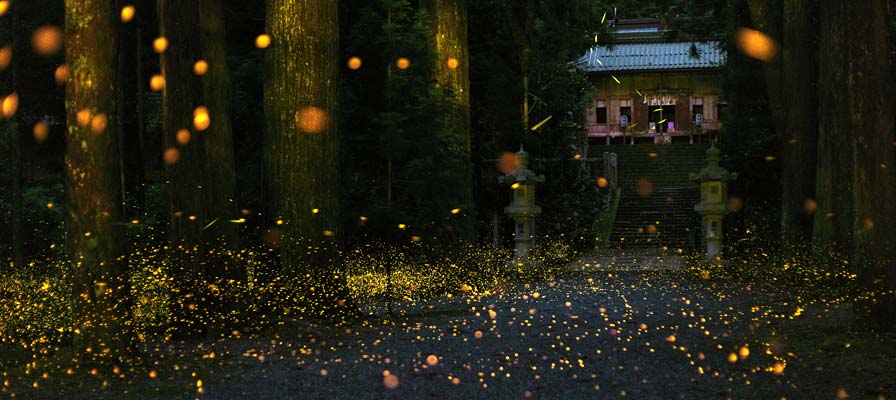 Kugayama Firefly Festival | Tokyo